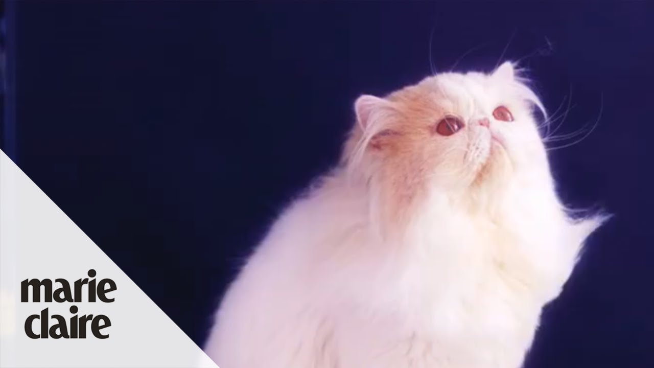 Marie Claire – A Cat Video with a Difference