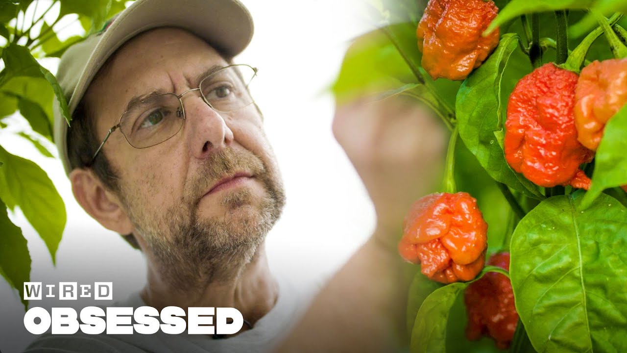 How This Guy Made the World’s Hottest Peppers | Obsessed | WIRED
