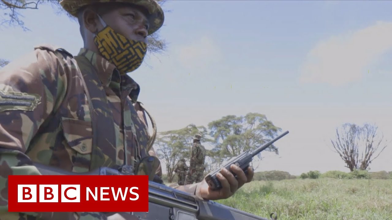 How the Covid-19 pandemic is threatening Africa’s wildlife – BBC News