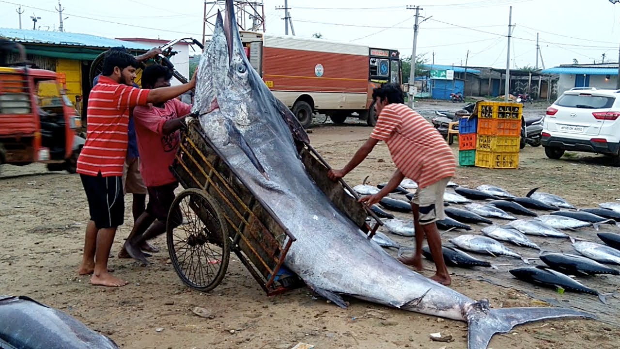 Worlds Largest Live Fish Cutting Market | Amazing Biggest Fish Markets In India | Sea Food Market