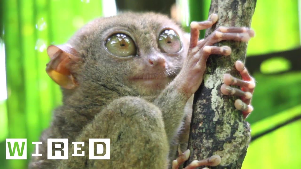 Tarsiers Can’t Blink | WIRED