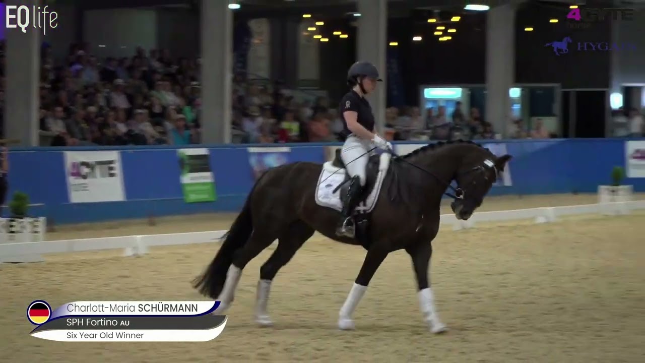 SPH Fortino – DJWTS Young Dressage Horse Champion of Champions