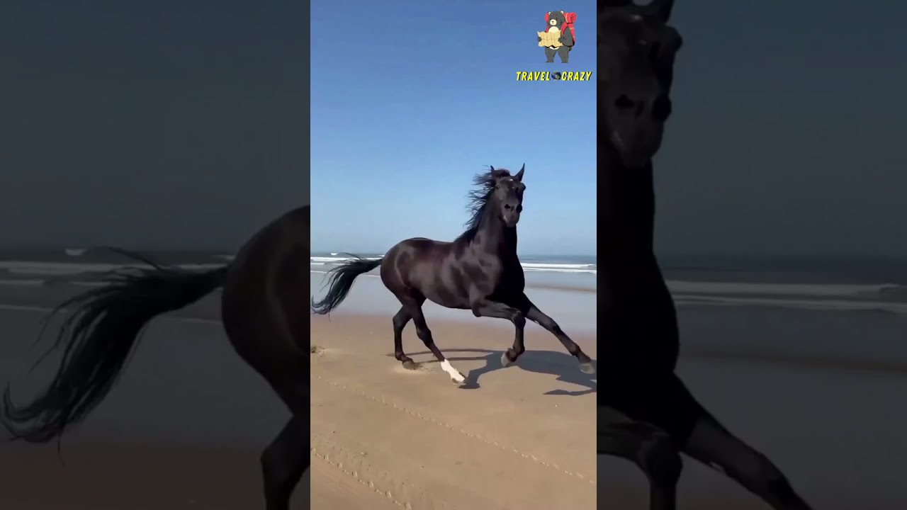 Travel Horse – travel channel – wild travels series: wild horse riding | Travelocrazy | #shorts