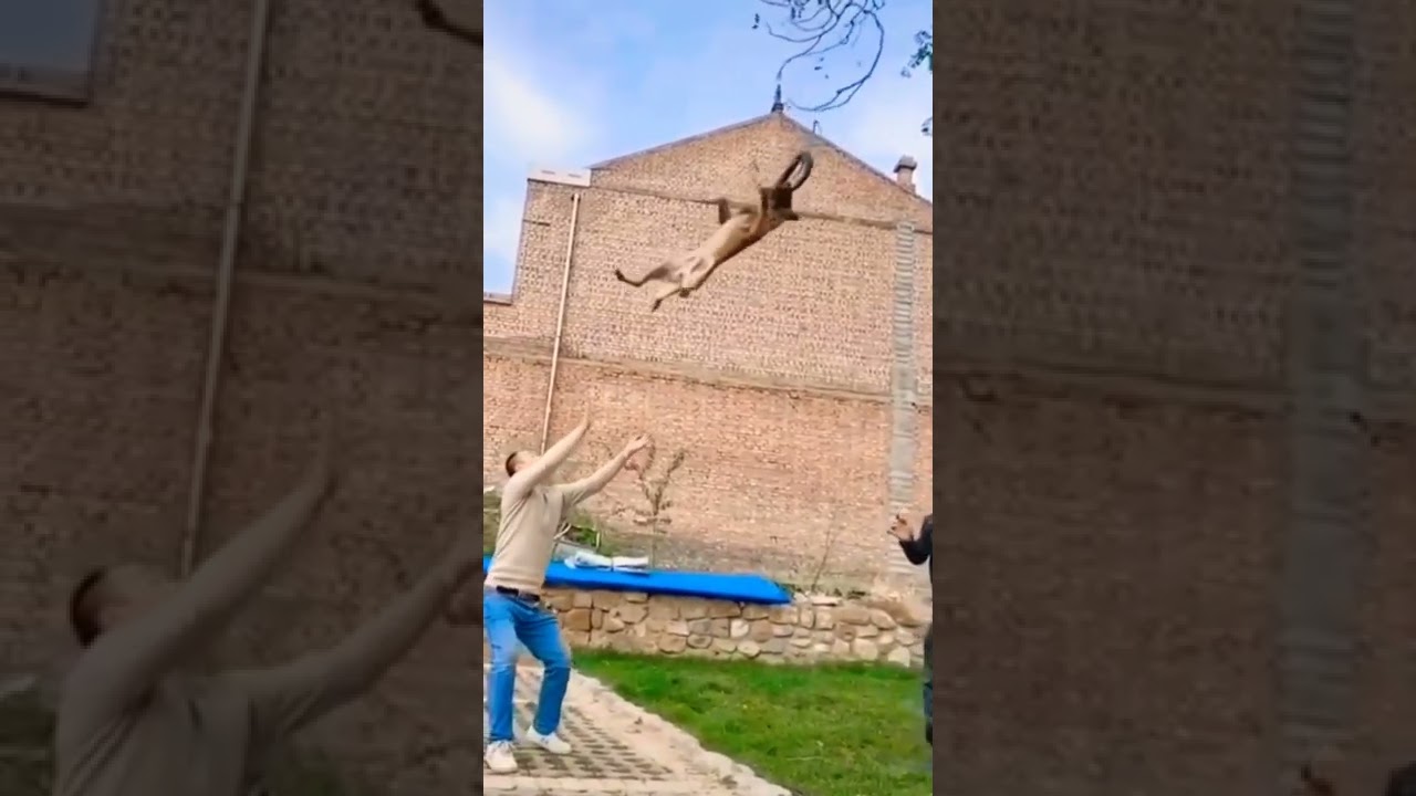 😱omg: Incredible stunts🐕 best training 💯💥