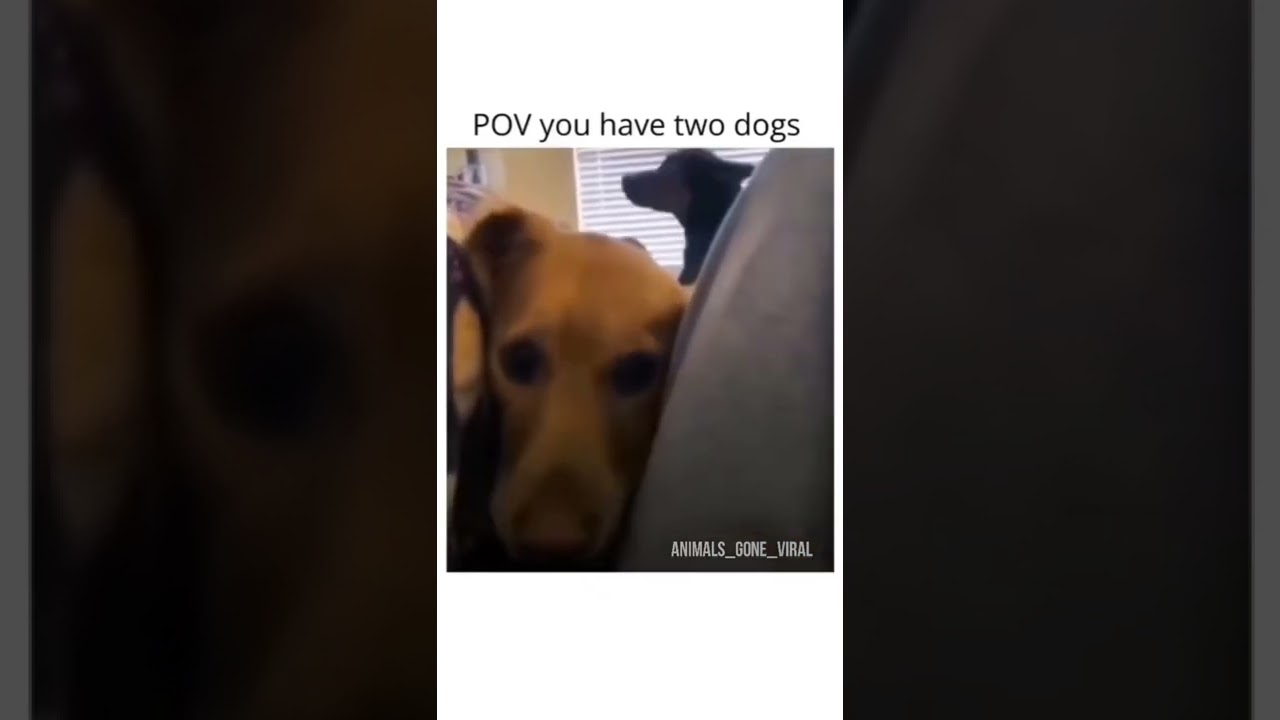 POV you have two dogs