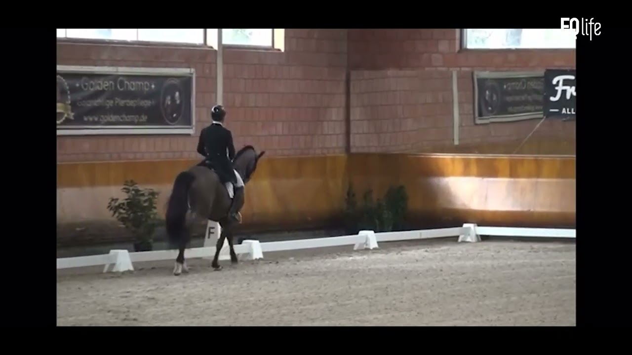 Warwick McLean and Jack 483 – Schloss Wickrath Dressage