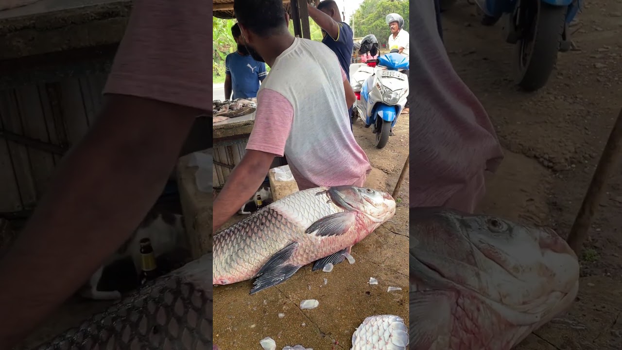 Wow! 30 Kg Big Catla Fish Cutting By Village Fisherman