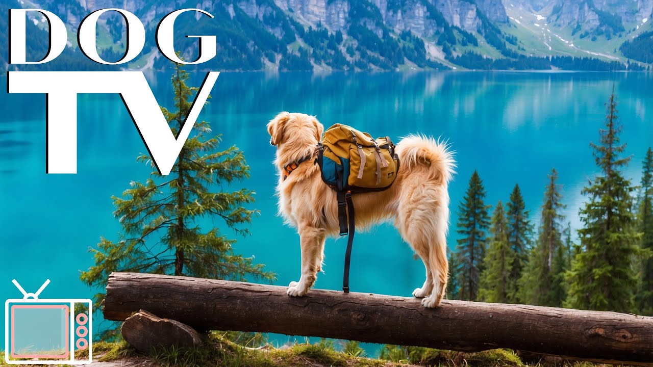 Dog TV Videos: Entertaining Adventure for Dogs with Relaxing Tunes soothe Dog’s anxiety & stress!