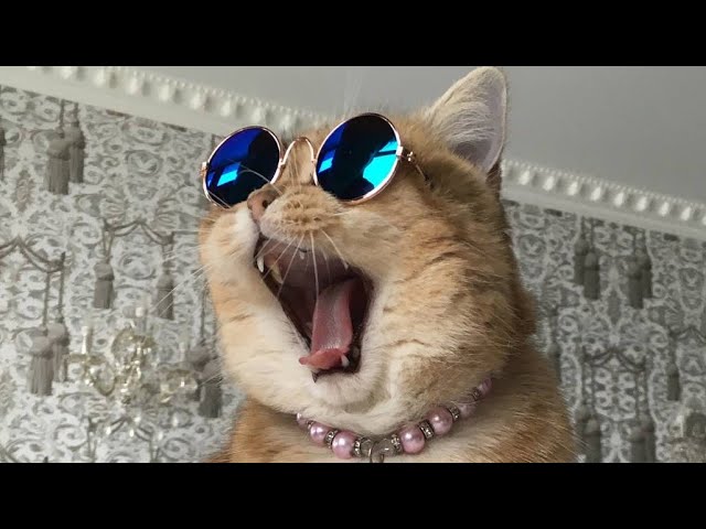😂 Funniest Cats and Dogs Videos 😺🐶 || 🥰😹 Hilarious Animal Compilation №387