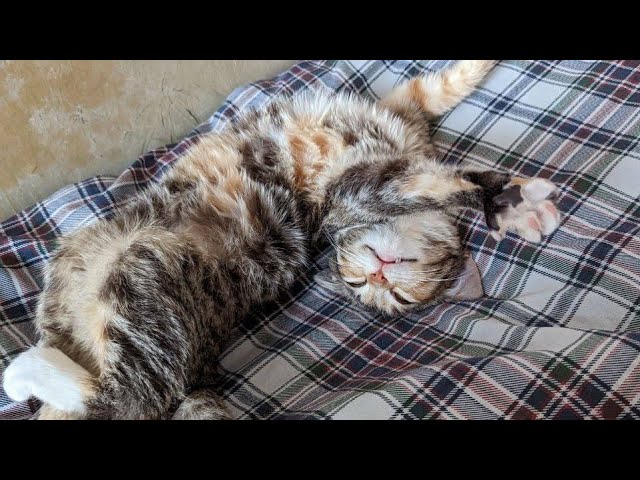 😂 Funniest Cats and Dogs Videos 😺🐶 || 🥰😹 Hilarious Animal Compilation №392