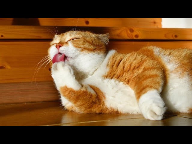 😂 Funniest Cats and Dogs Videos 😺🐶 || 🥰😹 Hilarious Animal Compilation №393