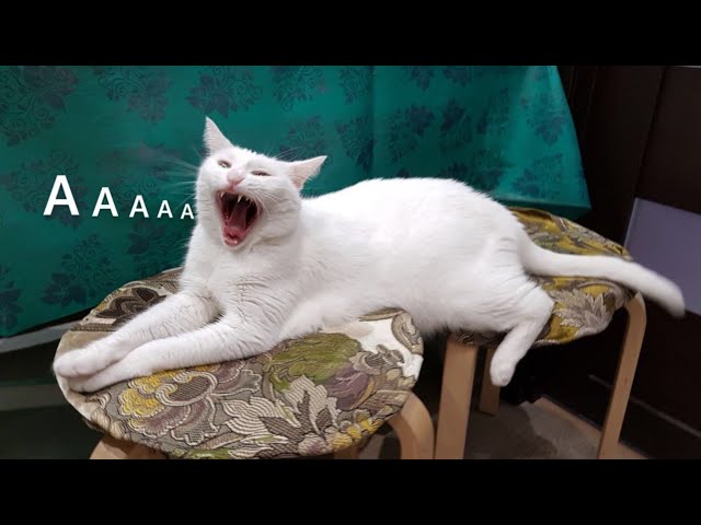 😂 Funniest Cats and Dogs Videos 😺🐶 || 🥰😹 Hilarious Animal Compilation №396