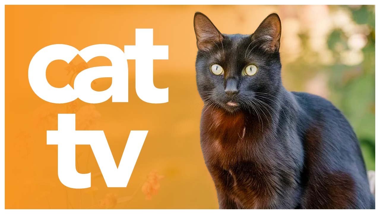 CAT TV – Exciting Video for Cats to Watch | Burst of Entertainment 🐱