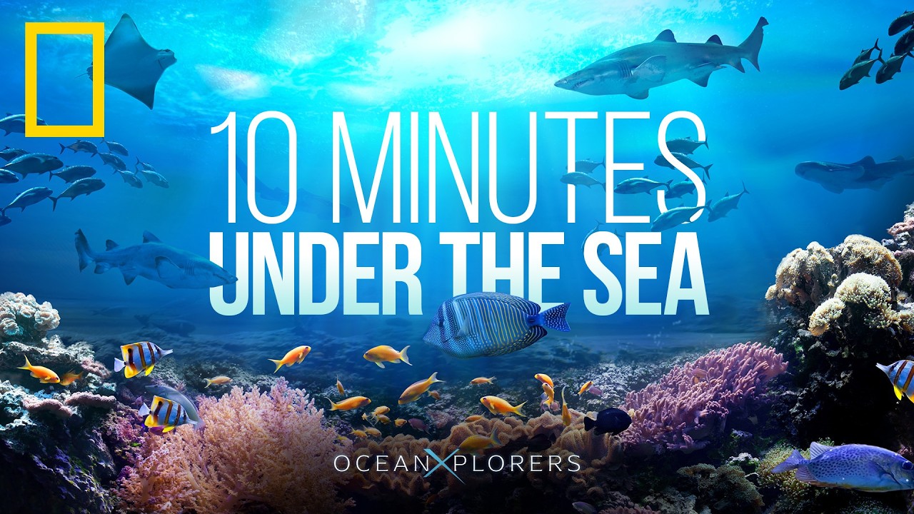 10 Minutes of Relaxing Ocean Sounds | HD Footage of Whales & Jellyfish | OceanXplorers