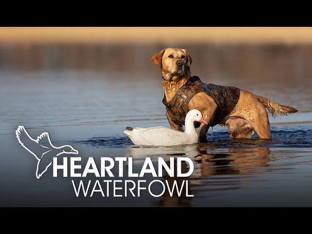 Heartland Waterfowl | Back In The Saddle | Free Episode | MyOutdoorTV