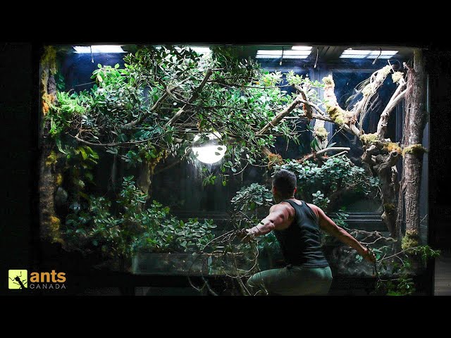 How I Stopped an ANT WAR in My Giant Rainforest Vivarium