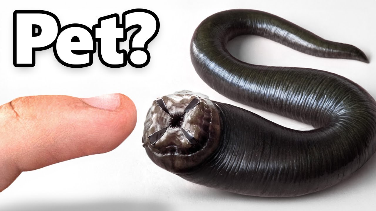 I Got a Pet Leech (yes, really)