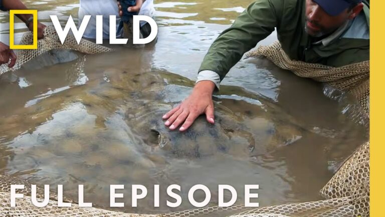 400 lb Stingray (Full Episode) | Monster Fish | Nat Geo Animals