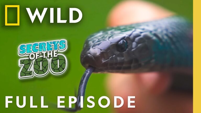 Snakes in Love (Full Episode) | Secrets of the Zoo: Tampa | Nat Geo Animals