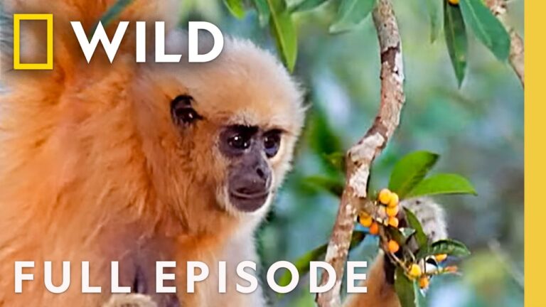 Thailand's Wild Creatures (Full Episode) | The Living Edens | Nat Geo Animals