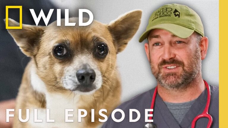 Chihuahua vs. Rat Poison (Full Episode) | Heartland Doc, DVM | Nat Geo Animals