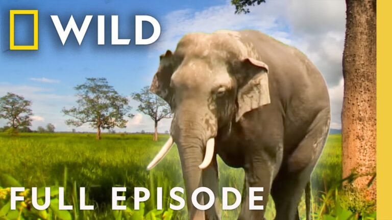 Elephant Kingdom (Full Episode) | Secrets of Wild India | Nat Geo Animals