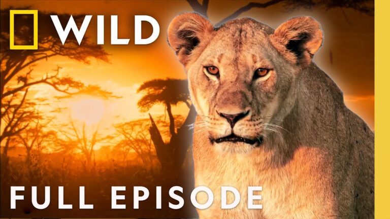 Lioness: Throne of Power (Full Episode) | Regime of the Queen | Nat Geo Animals