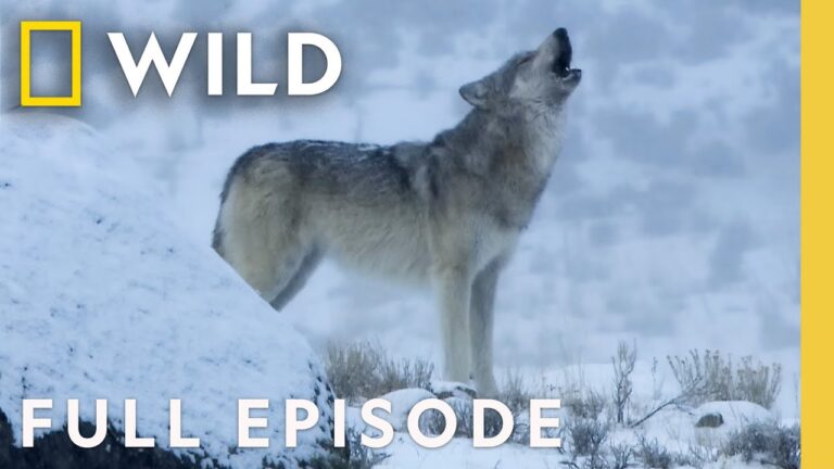 She Wolf: The Yellowstone Legend | SPECIAL | National Geographic