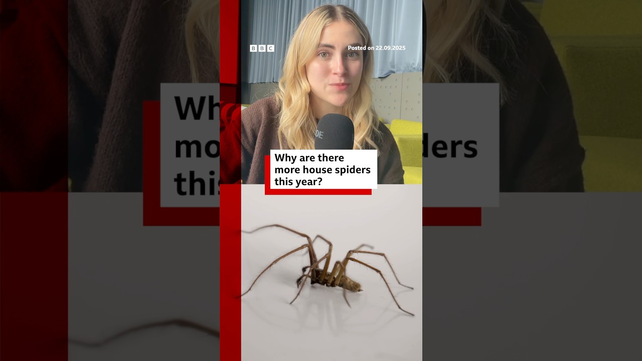 Why are there more spiders in your house this year? #Spiders #BBCNews
