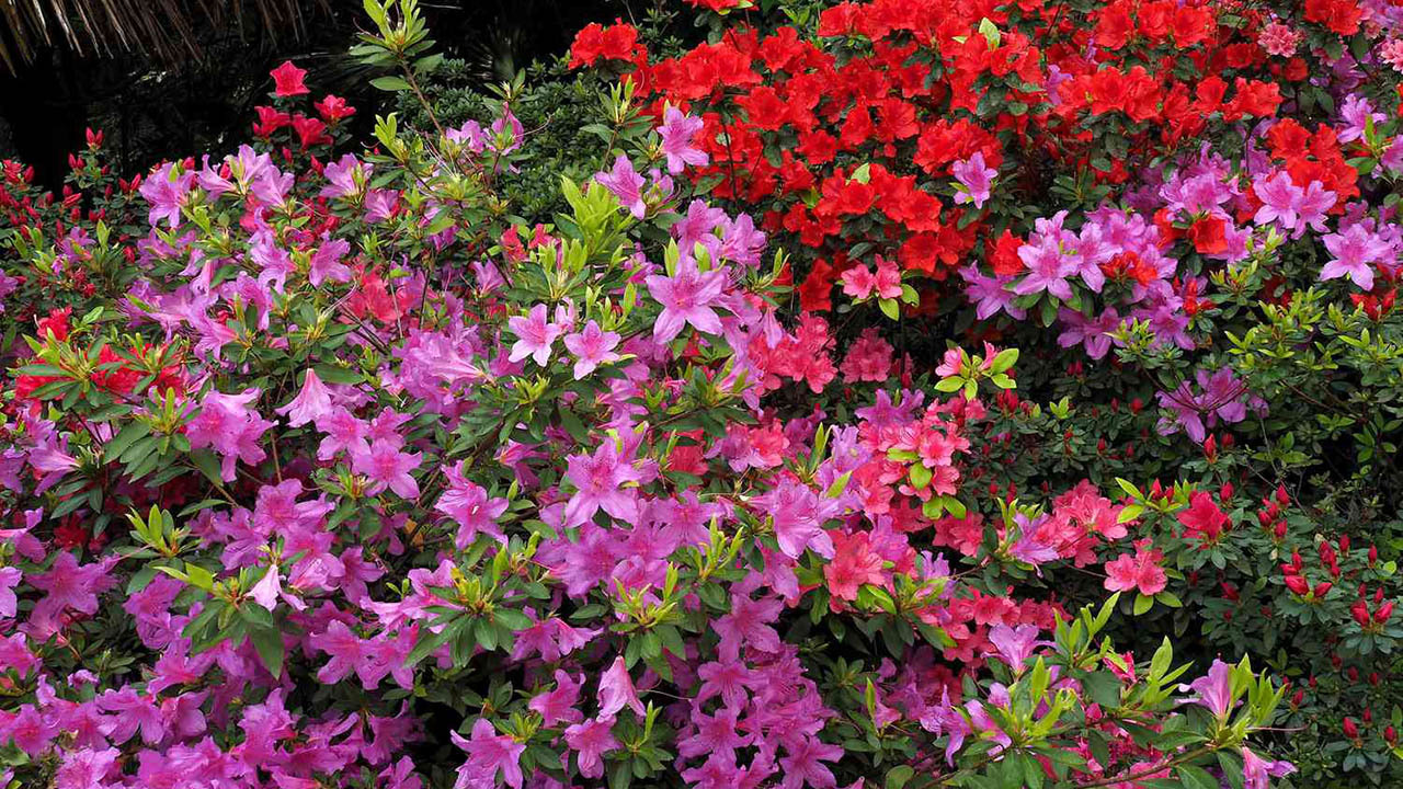 10 Acidic Plants That Love Coffee Grounds