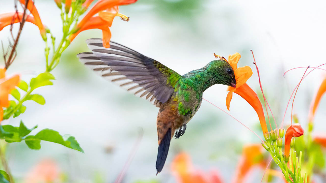 9 Annual Flowers That Attract Hummingbirds