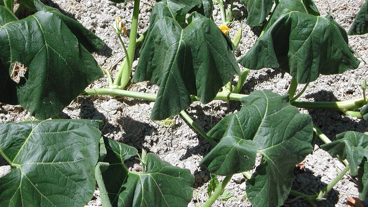 9 Signs The Summer Heat Is Destroying Your Garden