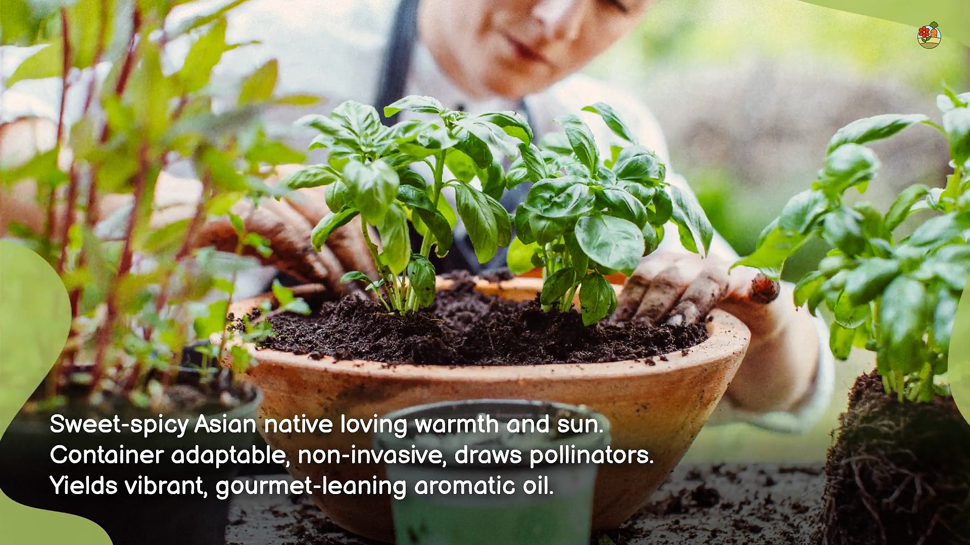 Grow These 9 Herbs To Make Your Own Herb-Infused Oils