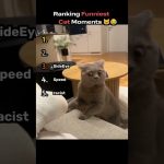 Ranking the Funniest Cat Moments on the Internet 🐱😂 #funny #ranking #cat