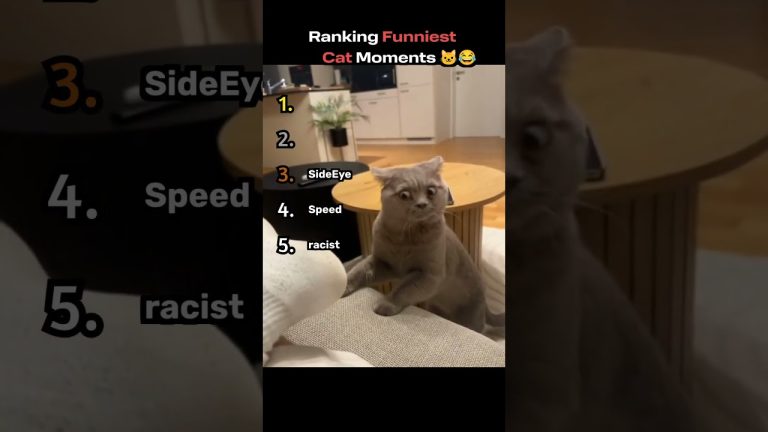 Ranking the Funniest Cat Moments on the Internet 🐱😂 #funny #ranking #cat
