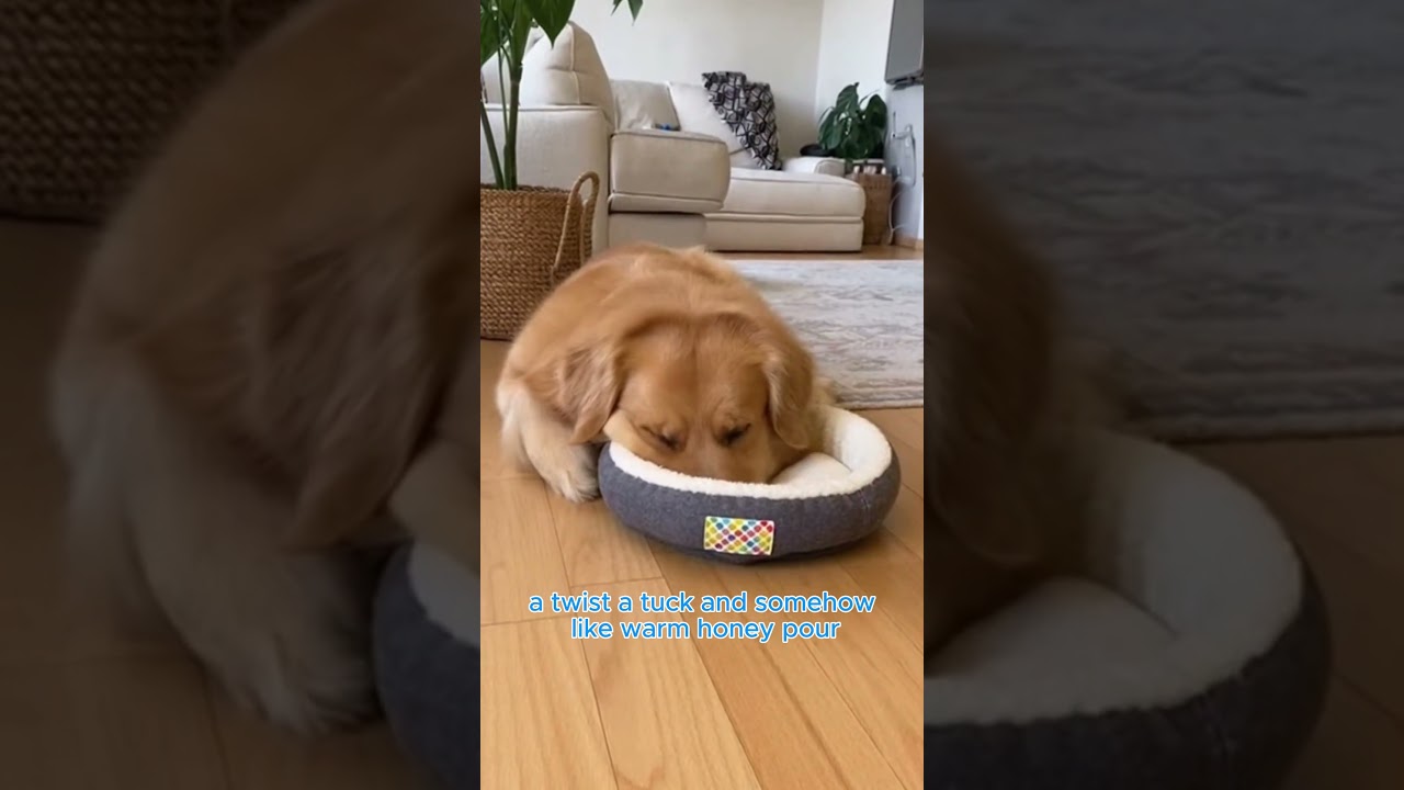 Wired animals shorts #funny #cat #shortvideo #pets #art #cute #foryou #animals #shorts #shortsfeed