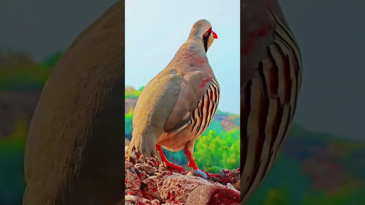 wired bird #birds# different birds # beautiful birds #virelvideo