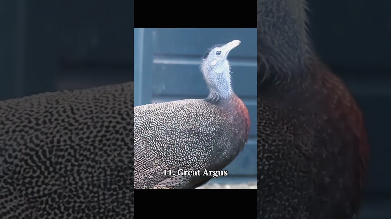 wired birds#birds#differentbirds #beautifulbirds #virelvideo