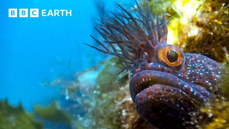 Incredible Natural World Wonders – Narrated by Sir David Attenborough | BBC Earth