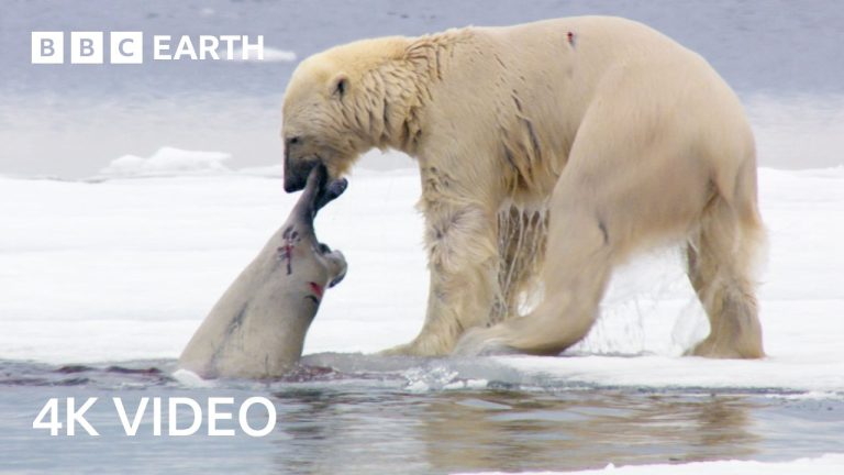 Nature’s Most Impressive Predators | BBC Earth