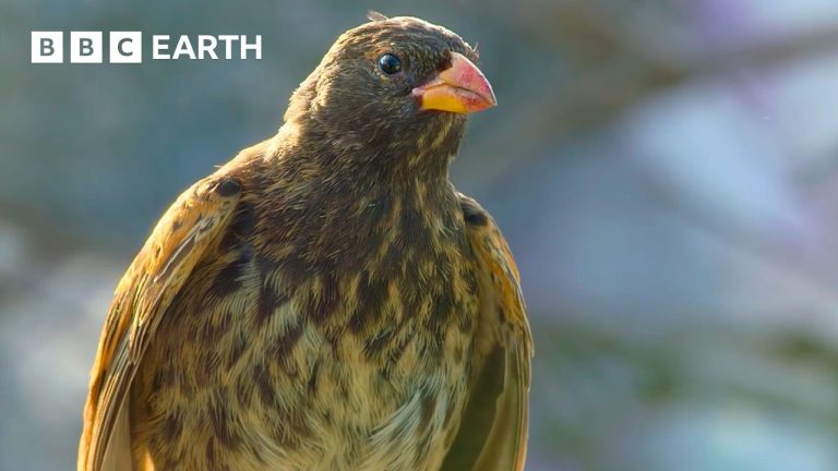 Breathtaking Wildlife Worlds – Narrated by David Attenborough | BBC Earth