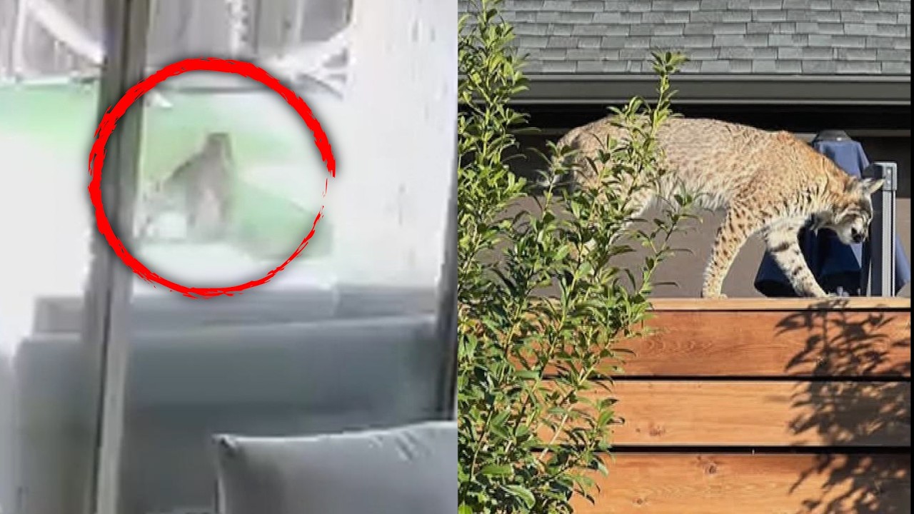 Family Fights Off Bobcat That Snatched Pet Dog