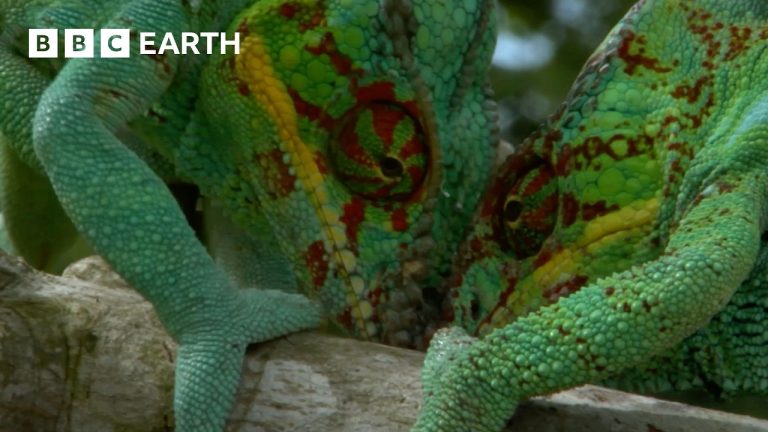 Madagascar’s Most Amazing Wildlife | BBC Earth
