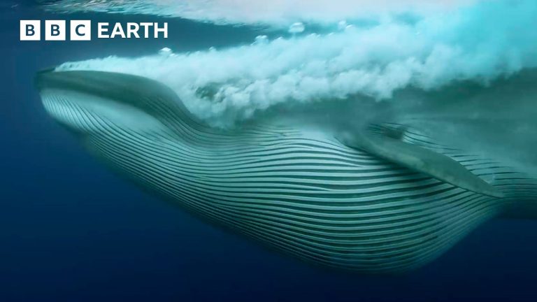 Nature’s Most Stunning Moments – Narrated by David Attenborough | BBC Earth