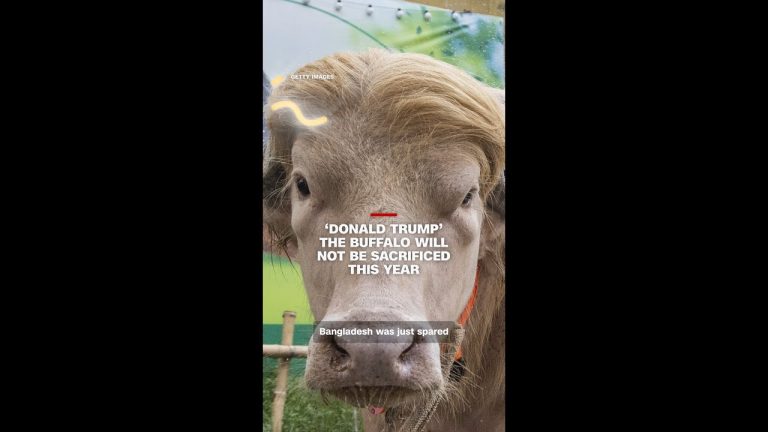‘Donald Trump’ the buffalo will not be sacrificed this year