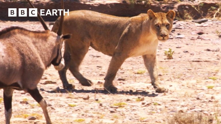 Nature’s Deadliest Animal Showdowns | 1 Hour |  BBC Earth