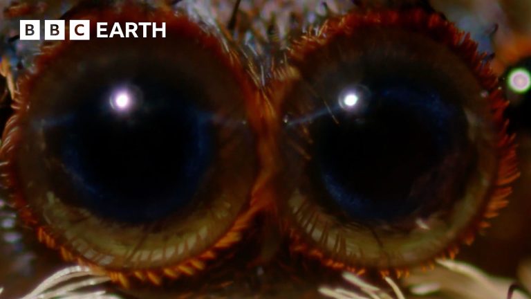The Most Unique Creatures of our Hidden Forests | BBC Earth