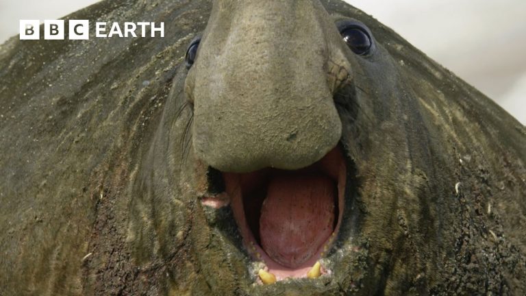 Travel to the Seven Continents of Our Incredible World | 4K UHD | BBC Earth