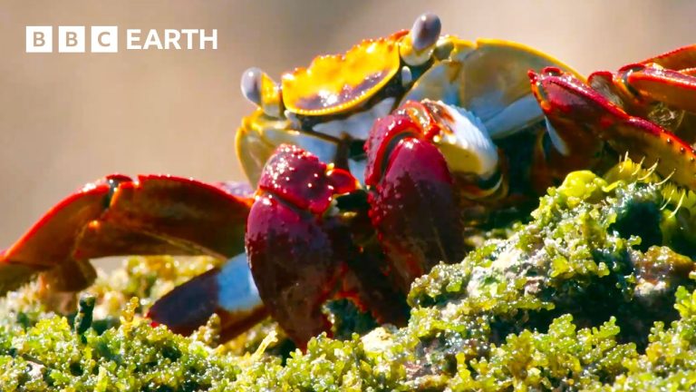 Unbelievable Moments From Nature – Narrated by David Attenborough | BBC Earth