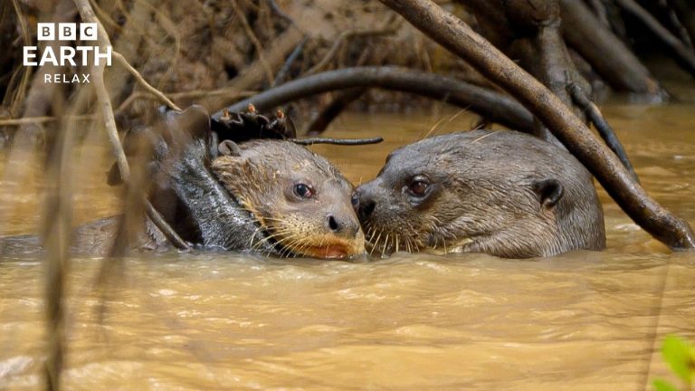 Animal Babies | Gentle Moments In The Wild | BBC Earth Relax